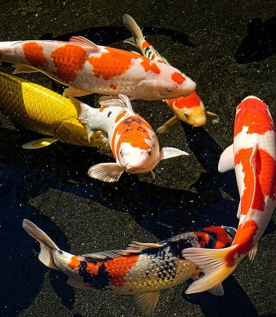 Cá Koi Nhật: Có Sẵn, Đủ Màu Và Size - Cakoi.Vn