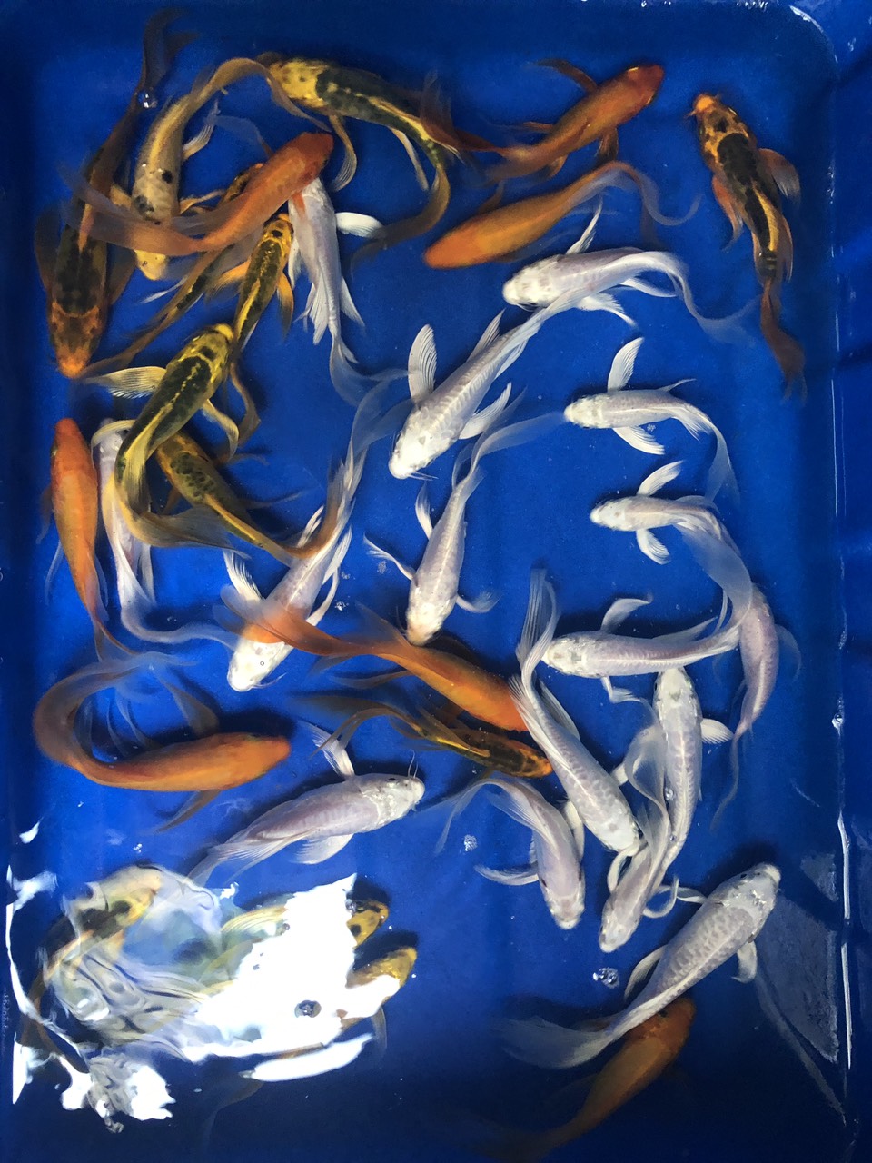 Cá Chép Phụng 15Cm Giá Chỉ Có 30K/Con Tại Hà Nội - Cá Chép Đuôi Bướm Mini, Chép  Đuôi Dài Tại Shop Bác Hường